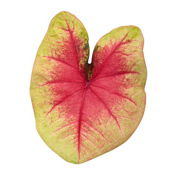 Caladium hortulanum 'Heart to Heart Lemon Blush'