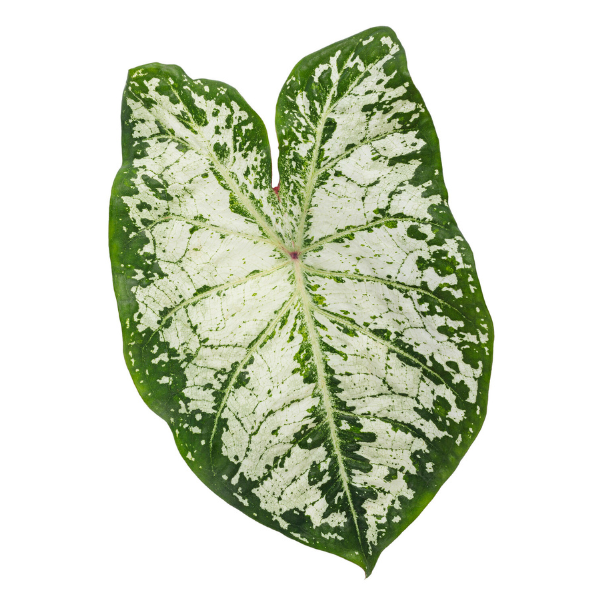 Caladium hortulanum 'Heart to Heart Snow Flurry'