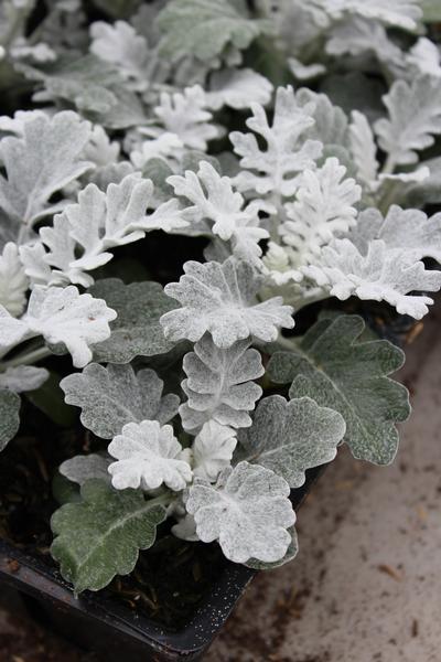 Dusty Miller senecio cineraria 'Silver Dust'