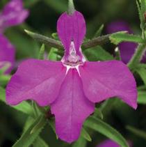 Lobelia erinus 'Techno Heat Violet' Lobelia erinus 'Techno Heat Violet'