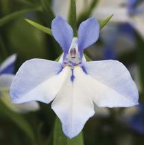 Lobelia erinus 'Techno Heat Upright Light Blue Imp' Lobelia erinus 'Techno Heat Upright Light Blue Imp'