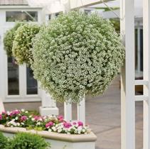 Lobularia hybrida 'Snow Princess' Lobularia hybrida 'Snow Princess'
