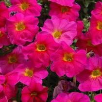 Petchoa hybrida 'SuperCal Neon Rose' Petchoa hybrida 'SuperCal Neon Rose'