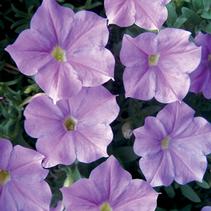 Petunia hybrida 'Supertunia Lavender Skies' Petunia hybrida 'Supertunia Lavender Skies'