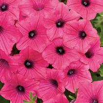 Petunia hybrida 'Supertunia Vista Fuschia' Petunia hybrida 'Supertunia Vista Fuschia'