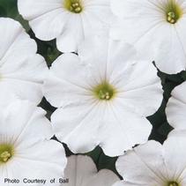 Petunia hybrida 'Madness White' Petunia hybrida 'Madness White'