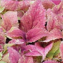 Coleus scutellarioides 'Alabama' Coleus scutellarioides 'Alabama'