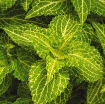 Coleus scutellarioides 'Electric Lime' Coleus scutellarioides 'Electric Lime'