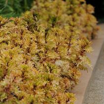 Coleus scutellarioides 'Mint Mocha' Coleus scutellarioides 'Mint Mocha'