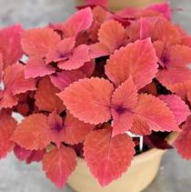 Coleus scutellarioides 'Red Head' Coleus scutellarioides 'Red Head'