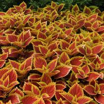 Coleus scutellarioides 'Trusty Rusty' Coleus scutellarioides 'Trusty Rusty'