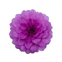 Dahlia hybrida 'Hypnotica Lavender' Dahlia hybrida 'Hypnotica Lavender'