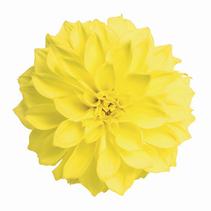 Dahlia Hybrida 'hypnotica Yellow Imp 19' Dahlia Hybrida 'hypnotica Yellow Imp 19'