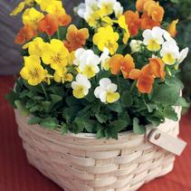 Viola Viola Cornuta 'Penny Citrus Mix' Viola Viola Cornuta 'Penny Citrus Mix'