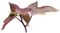 Ipomoea batatas 'Illusion Garnet Lace' Ipomoea batatas 'Illusion Garnet Lace'