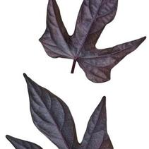Ipomoea batatas 'Sweet Caroline Raven Imp' Ipomoea batatas 'Sweet Caroline Raven Imp'
