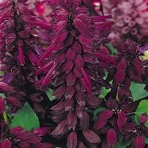 Salvia splendens 'Vista Purple' Salvia splendens 'Vista Purple'