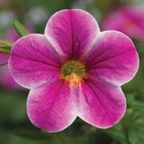 Calibrachoa hybrida 'Callie Star Pink' Calibrachoa hybrida 'Callie Star Pink'