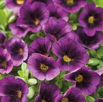 Calibrachoa hybrida 'Superbells Grape Punch Imp' Calibrachoa hybrida 'Superbells Grape Punch Imp'