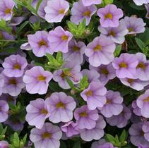 Calibrachoa hybrida 'Superbells Miss Lilac' Calibrachoa hybrida 'Superbells Miss Lilac'
