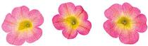 Calibrachoa hybrida 'Superbells Sweet Tart' Calibrachoa hybrida 'Superbells Sweet Tart'