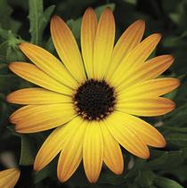 Osteospermum ecklonis 'Tradewinds Bronze' Osteospermum ecklonis 'Tradewinds Bronze'