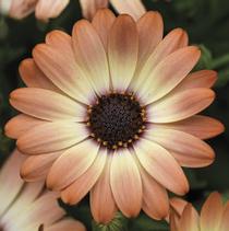 Osteospermum ecklonis 'Tradewinds Cinnamon' Osteospermum ecklonis 'Tradewinds Cinnamon'