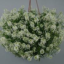 Lobularia hybrida 'Stream Silver' Lobularia hybrida 'Stream Silver'