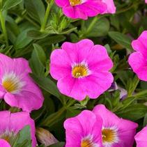 Petchoa hybrida 'SuperCal Pink Ice' Petchoa hybrida 'SuperCal Pink Ice'