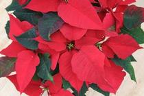 Poinsettia euphorbia pulcherrima 'Prestige Red' Poinsettia euphorbia pulcherrima 'Prestige Red'