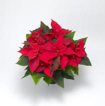 Poinsettia euphorbia pulcherrima 'Titan Red' Poinsettia euphorbia pulcherrima 'Titan Red'