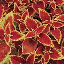 Coleus scutellarioides 'Defiance' Coleus scutellarioides 'Defiance'