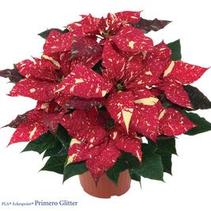 Poinsettia euphorbia pulcherrima 'Red Glitter' Poinsettia euphorbia pulcherrima 'Red Glitter'