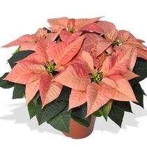 Poinsettia euphorbia pulcherrima 'Viking Cinnamon' Poinsettia euphorbia pulcherrima 'Viking Cinnamon'