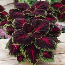 Coleus scutellarioides 'Kong Red' Coleus scutellarioides 'Kong Red'