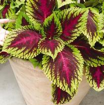 Coleus scutellarioides 'Kong Rose' Coleus scutellarioides 'Kong Rose'