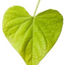 Ipomoea batatas 'Sweet Caroline Sweet Heart Lime' Ipomoea batatas 'Sweet Caroline Sweet Heart Lime'
