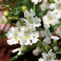 Angelonia angustifolia 'Angelface White' Angelonia angustifolia 'Angelface White'