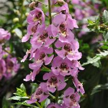 Angelonia angustifolia 'Archangel Pink' Angelonia angustifolia 'Archangel Pink'