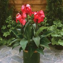 Canna generalis 'Cannova Rose' Canna generalis 'Cannova Rose'