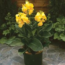 Canna generalis 'Cannova Yellow' Canna generalis 'Cannova Yellow'