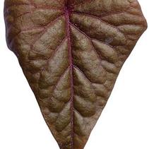 Ipomoea batatas 'Sweet Caroline Sweet Heart Red' Ipomoea batatas 'Sweet Caroline Sweet Heart Red'