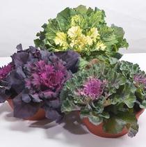 Cabbage 'Osaka Pink' Cabbage 'Osaka Pink'