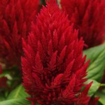 Celosia plumosa 'First Flame Red' Celosia plumosa 'First Flame Red'