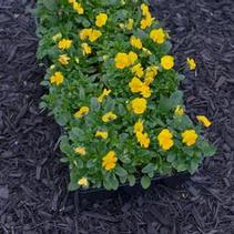Viola cornuta 'Penny Clear Yellow' Viola cornuta 'Penny Clear Yellow'