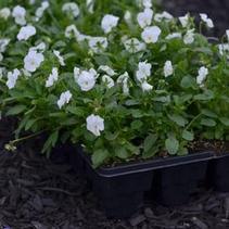 Viola Viola Cornuta 'Penny White' Viola Viola Cornuta 'Penny White'