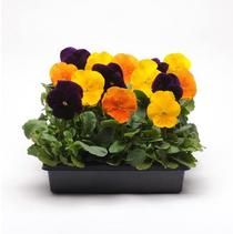 Viola cornuta 'Sorbet Harvest Mix' Viola cornuta 'Sorbet Harvest Mix'