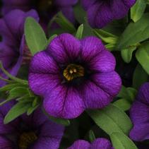 Calibrachoa hybrida 'Minifamous Neo Royal Blue' Calibrachoa hybrida 'Minifamous Neo Royal Blue'