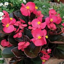 Begonia semperflorens cultorum 'Bada Boom Rose' Begonia semperflorens cultorum 'Bada Boom Rose'