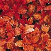Coleus scutellarioides 'Wizard Sunset' Coleus scutellarioides 'Wizard Sunset'